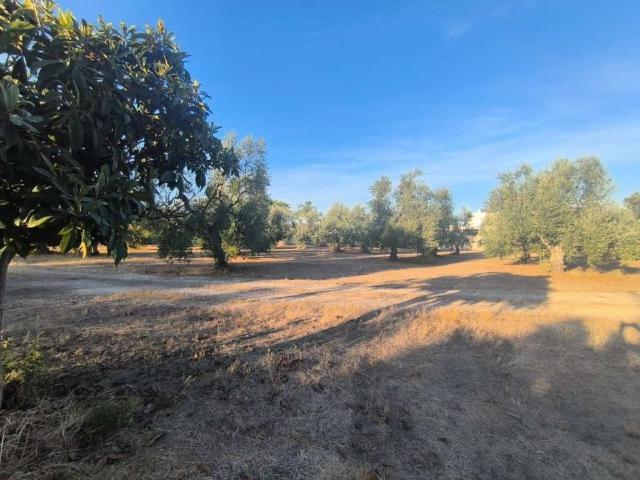 Terreno in vendita a Bisceglie, Barletta-Andria-Trani
