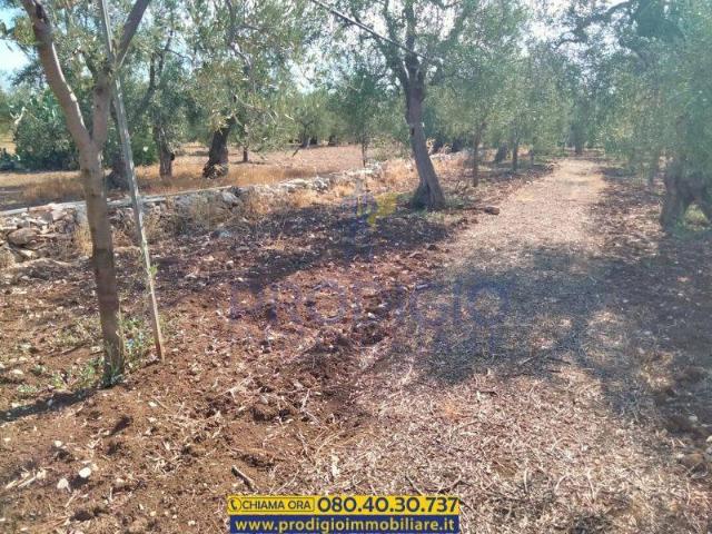Terreno in vendita a Puglia, Barletta-andria-trani