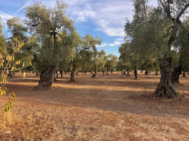 Terreno in vendita a Puglia, Bari