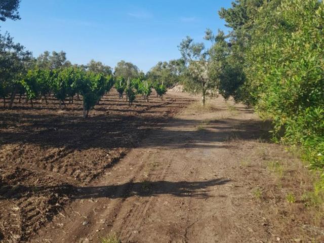 Terreno in vendita a Puglia, Bari