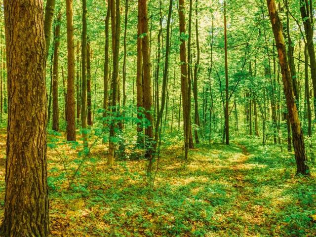 Terreno in vendita a Il Francese, Blevio