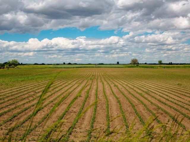 Terreno in vendita a Ca' Bianca, Boara Pisani