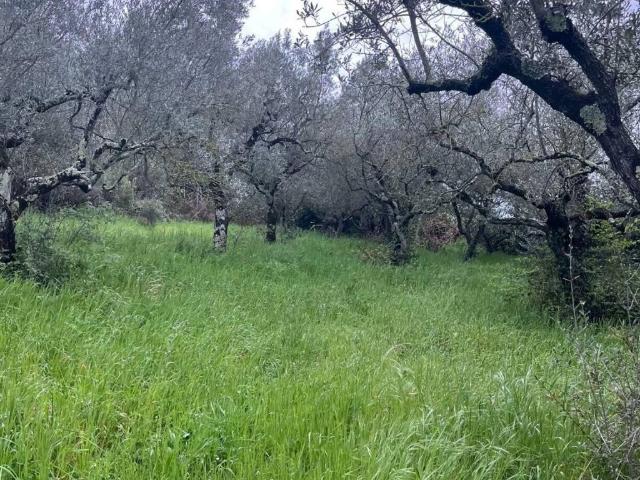 Terreno in vendita a Bolsena, Lazio
