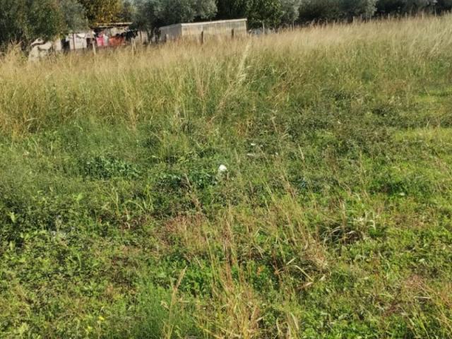 Terreno in vendita a Roccelletta, Borgia