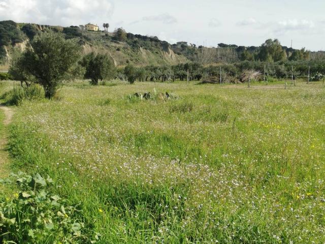 Terreno in vendita a Calabria, Catanzaro