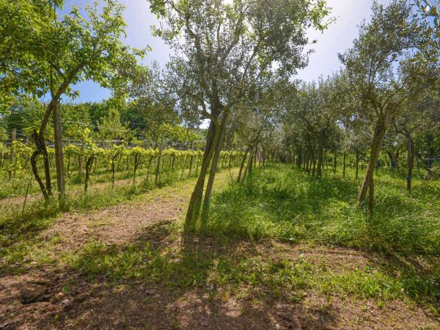 Terreno in vendita a Brendola, Veneto