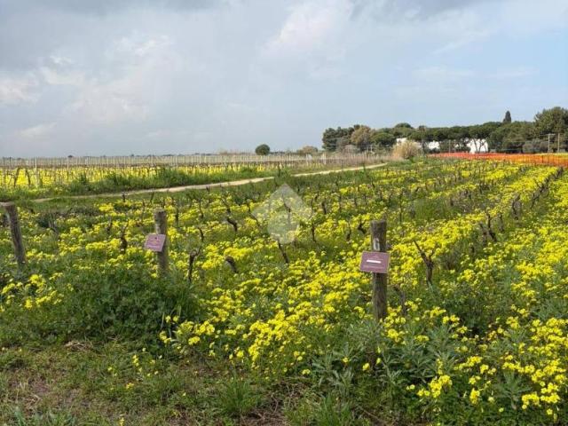 Terreno in vendita a Contrada Montenegro, Puglia