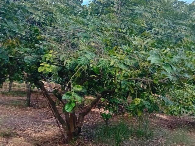 Terreno in vendita a Calabria, Reggio Calabria