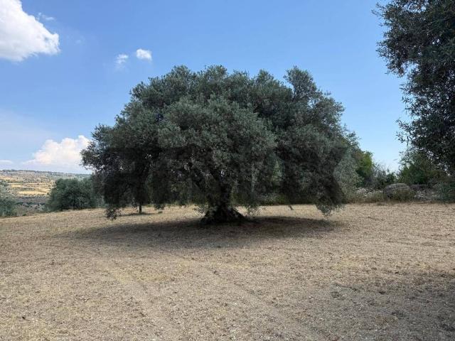 Terreno in vendita a Buscemi, Sicilia