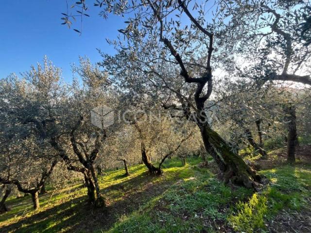 Terreno in vendita a Buti, Toscana