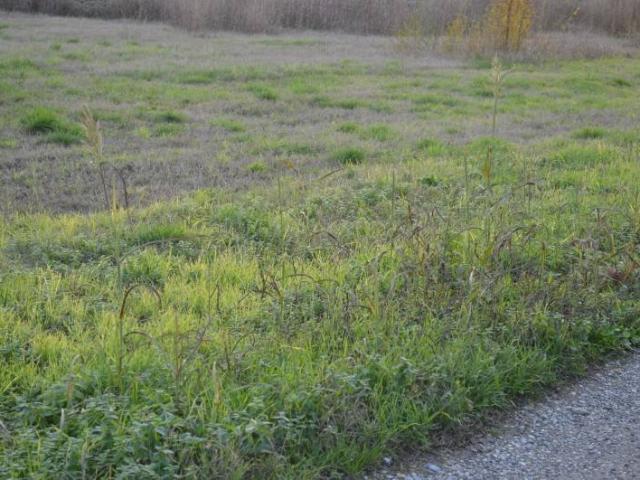 Terreno in vendita a Buttapietra, Veneto