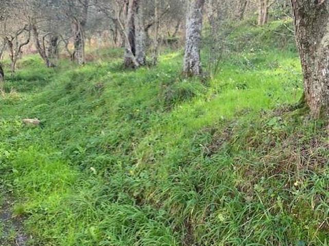 Terreno in vendita a Pontegrande-Sant'Andrea, Calci