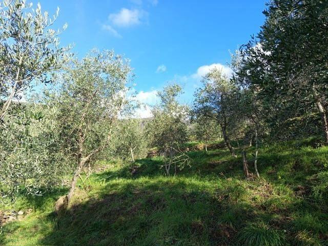 Terreno in vendita a Nicosia-Rezzano, Calci
