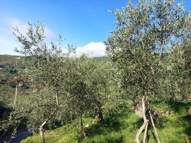 Terreno in vendita a Nicosia-Rezzano, Calci