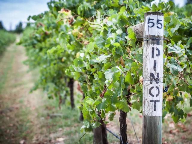 Terreno in vendita a Überetsch-Unterland - Oltradige-Bassa Atesina, Caldaro - Kaltern
