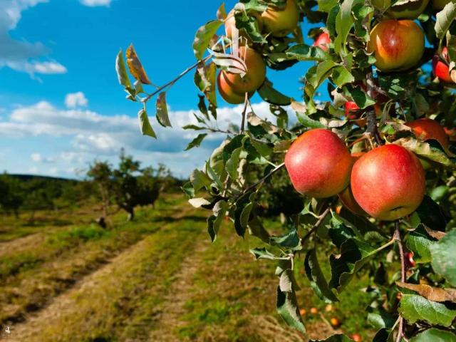 Terreno in vendita a Überetsch-Unterland - Oltradige-Bassa Atesina, Caldaro - Kaltern