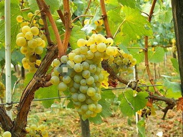 Terreno in vendita a Überetsch-Unterland - Oltradige-Bassa Atesina, Caldaro - Kaltern