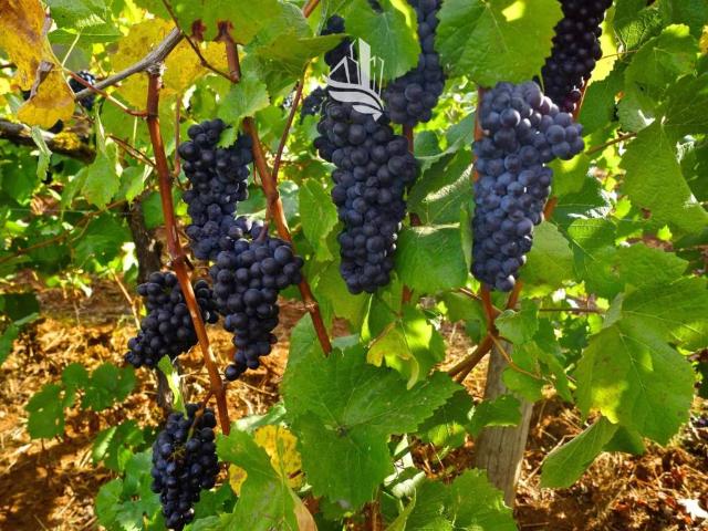 Terreno in vendita a Überetsch-Unterland - Oltradige-Bassa Atesina, Caldaro - Kaltern