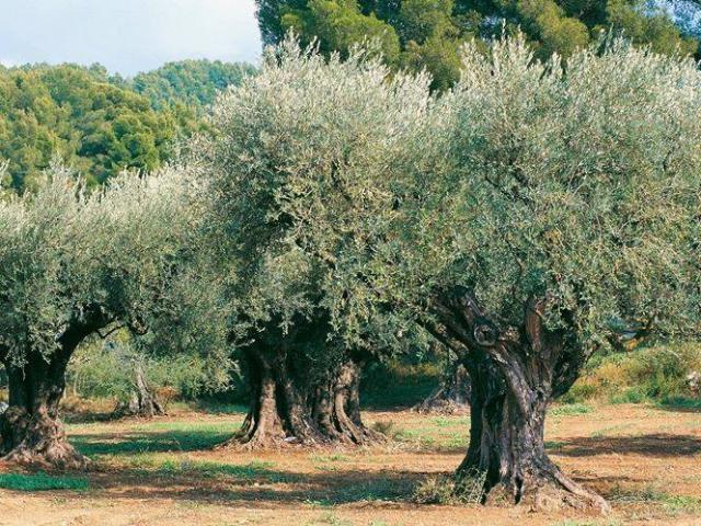 Terreno in vendita a Sommaia, Calenzano