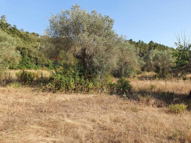 Terreno in vendita a Caltagirone, Sicilia