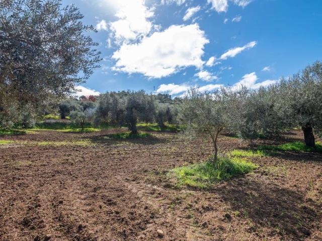 Terreno in vendita a Caltagirone, Sicilia