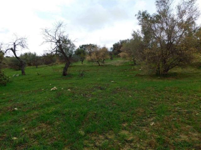 Terreno in vendita a Caltanissetta, Sicilia