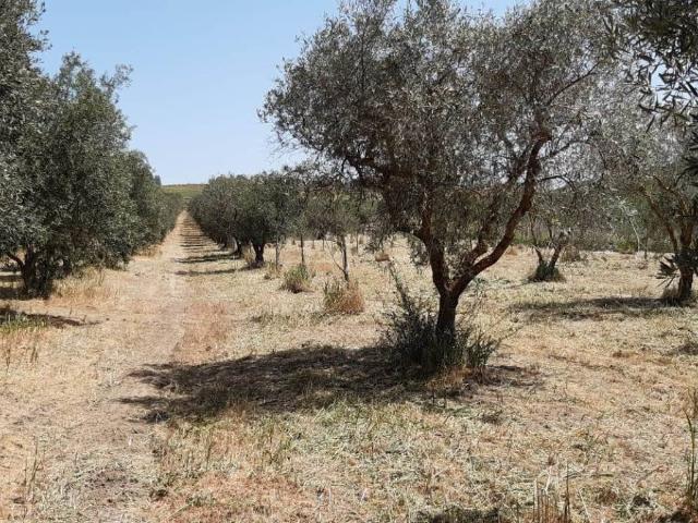 Terreno in vendita a Borgo Canicassè Casale, Caltanissetta