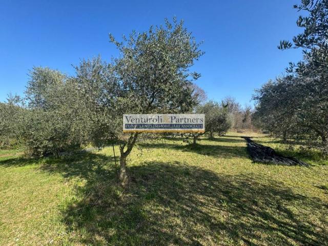 Terreno in vendita a Belvedere, Calvagese della Riviera