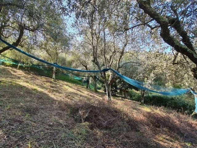 Terreno in vendita a Camaiore, Toscana