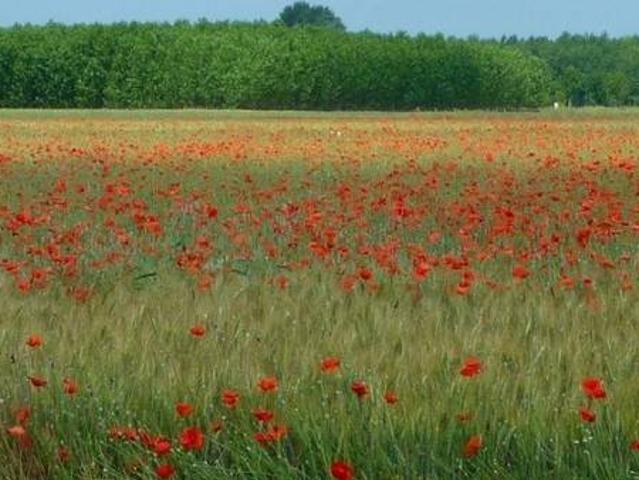 Terreno in vendita a Camaiore, Toscana