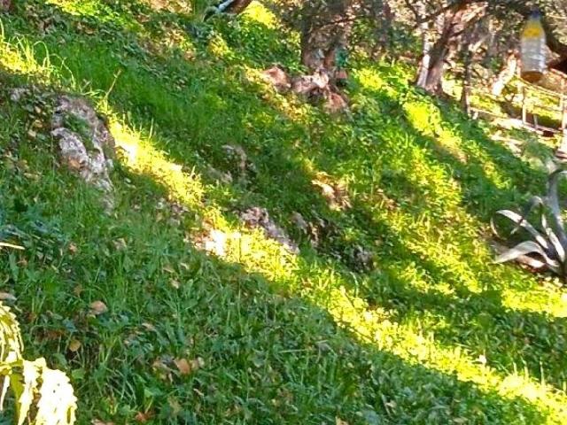 Terreno in vendita a Camaiore, Toscana
