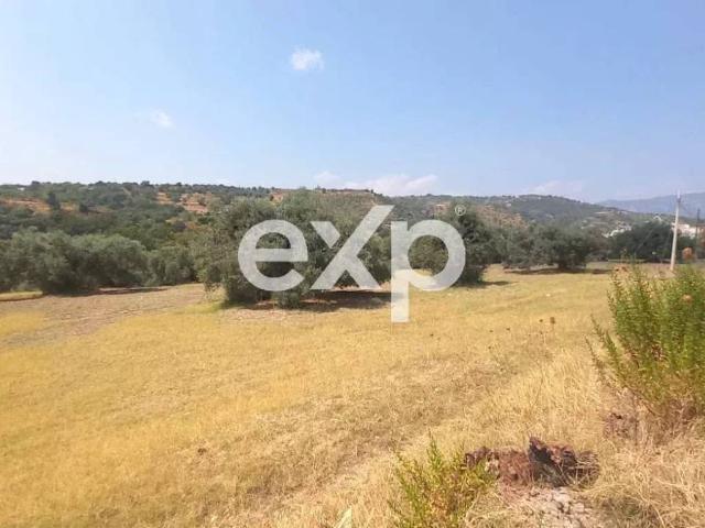 Terreno in vendita a Calabria, Reggio Calabria