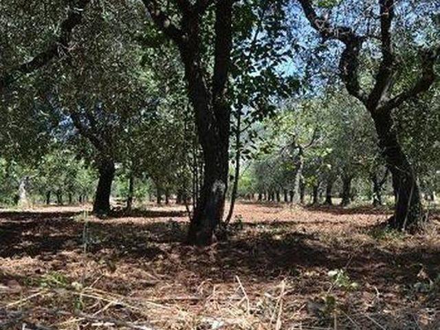 Terreno in vendita a Campagna, Campania