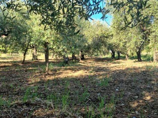 Terreno in vendita a Pezzarotonda, Campagna