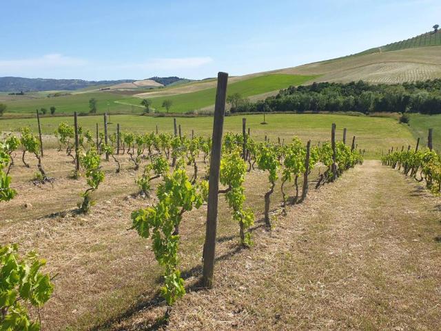 Terreno in vendita a Campagnatico, Toscana