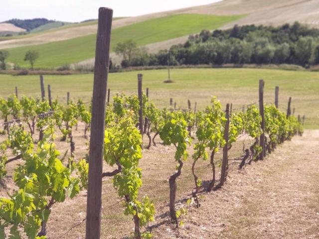 Terreno in vendita a Campagnatico, Toscana