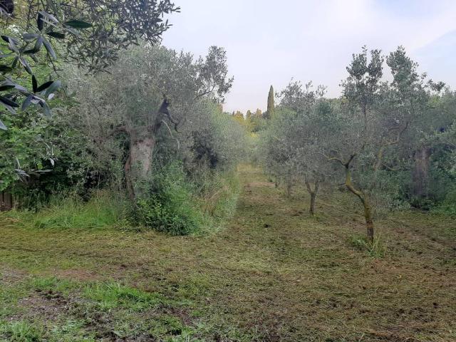Terreno in vendita a Campiglia Marittima, Toscana