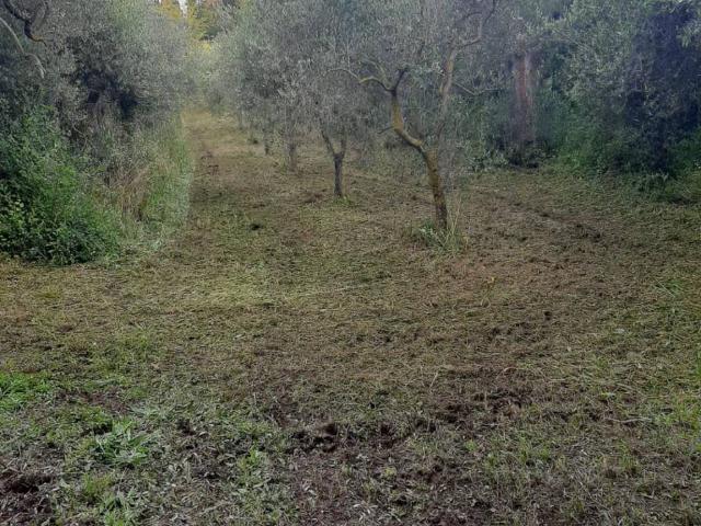 Terreno in vendita a Campiglia Marittima, Toscana