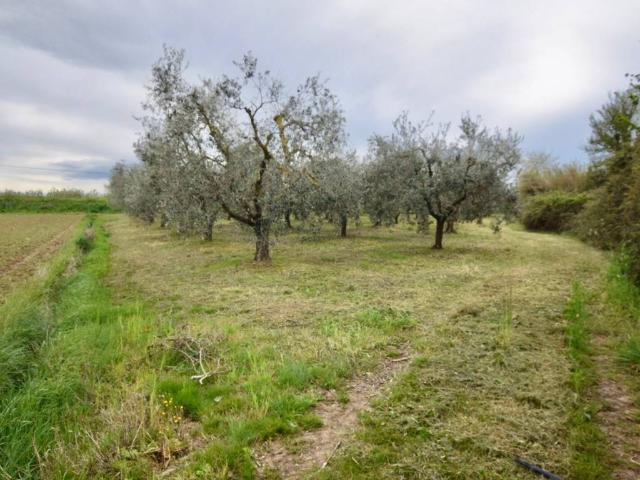 Terreno in vendita a Campiglia Marittima, Toscana