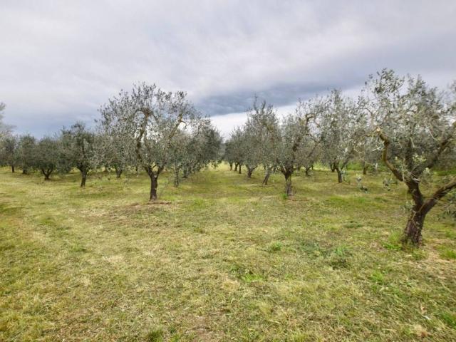 Terreno in vendita a Campiglia Marittima, Toscana