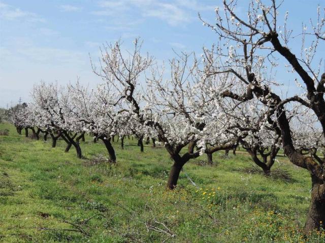 Terreno in vendita a Campobello Di Licata, Sicilia
