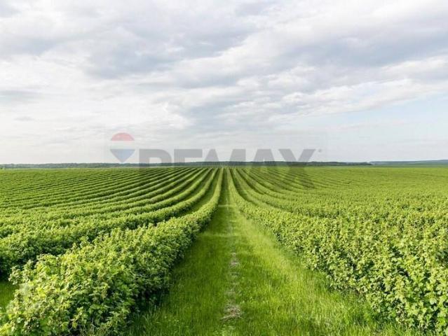 Terreno in vendita a Campodoro, Veneto