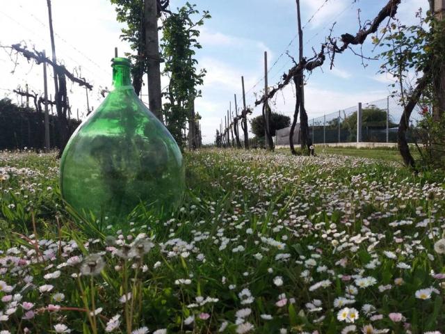 Terreno in vendita a Campagna Lupia, Veneto
