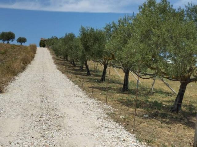 Terreno in vendita a Camporeale, Sicilia