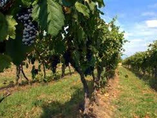 Terreno in vendita a Piemonte, Cuneo