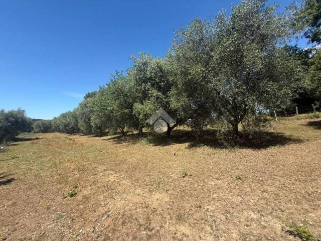 Terreno in vendita a Roma Capitale, Lazio