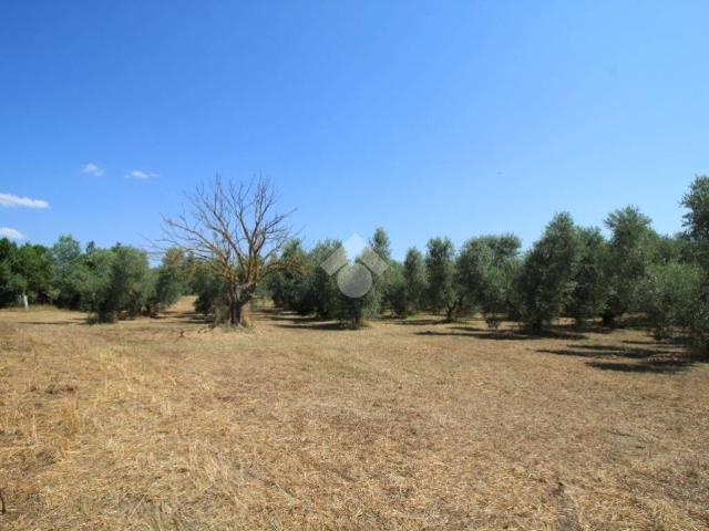 Terreno in vendita a Canino, Lazio