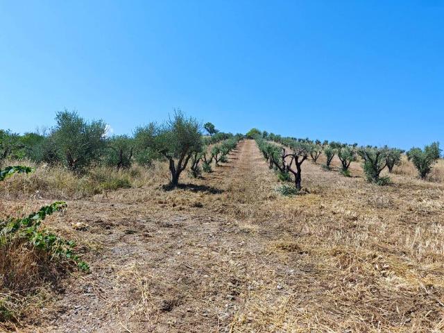 Terreno in vendita a Capaccio, Campania