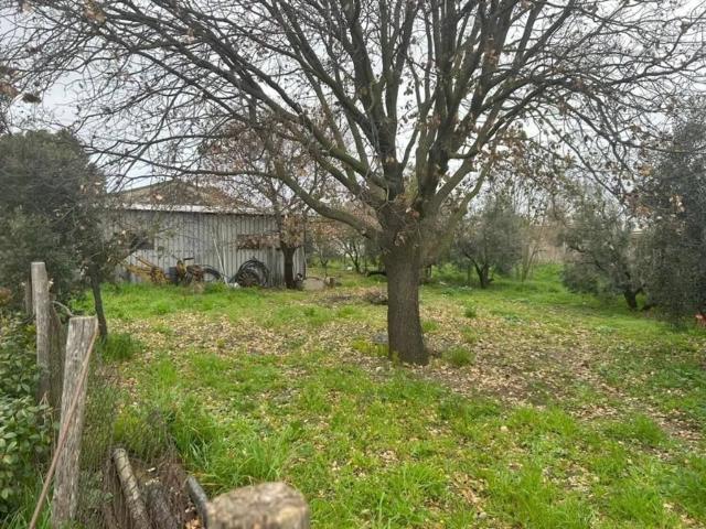 Terreno in vendita a Capalbio, Toscana