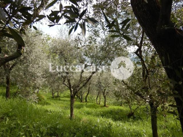 Terreno in vendita a Capannori, Toscana